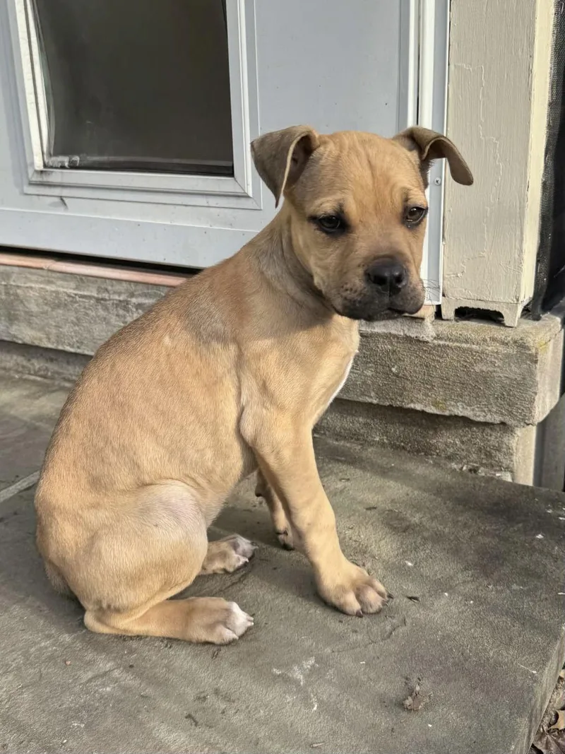 Penelope thumbnail 3