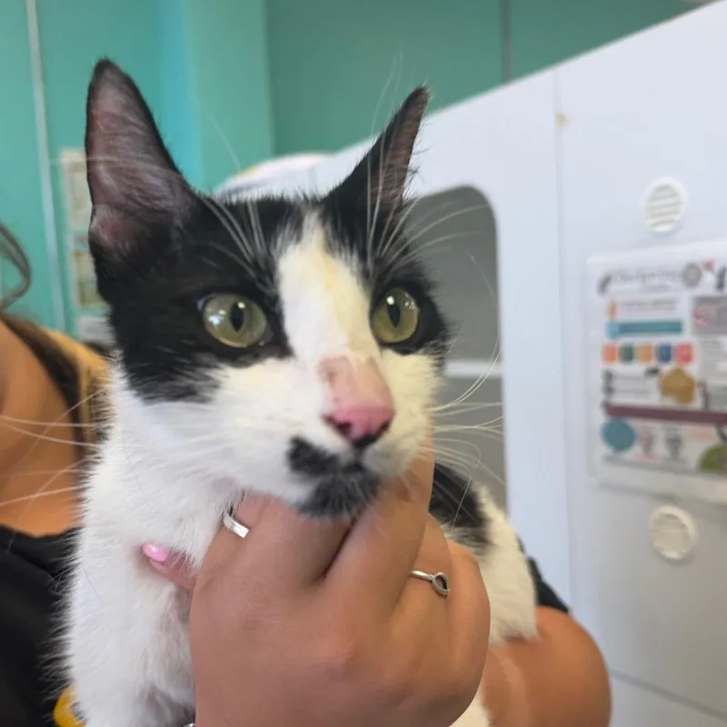An adult medium-sized female White Domestic Short Hair cat named Demi for adoption in Lake Jackson, TX