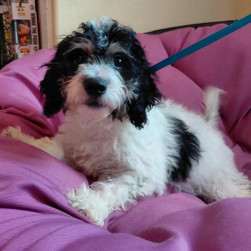 A young small-sized male Black Cavapoo dog named Roman for adoption in Oakland, CA