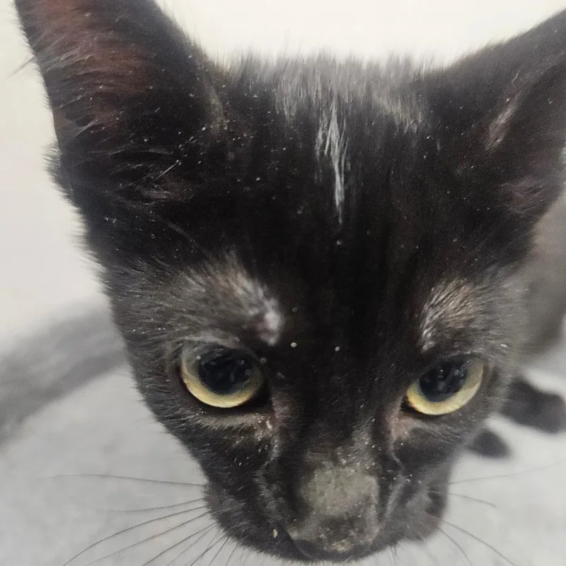 A baby small-sized female Black Domestic Short Hair cat named Joy for adoption in Grantsville, UT