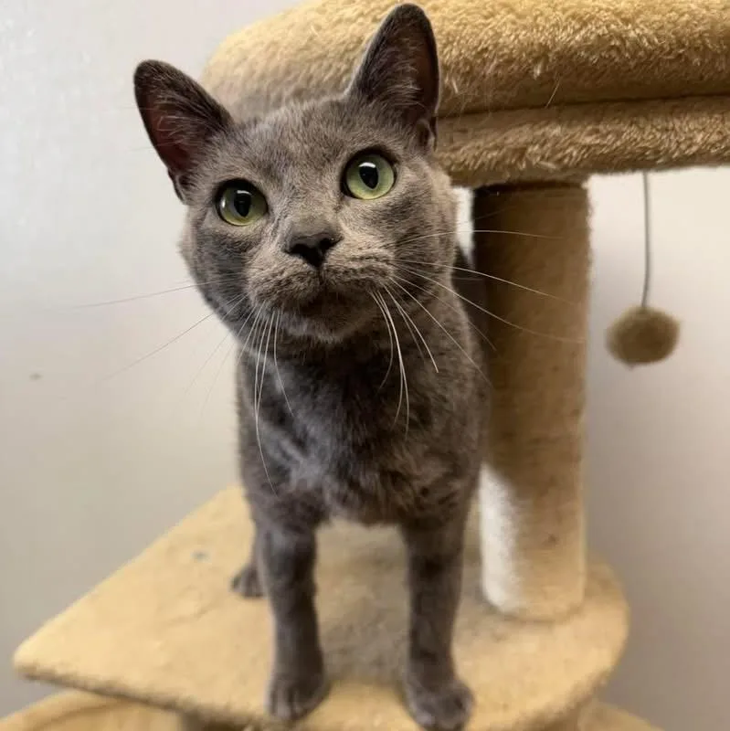 An adult medium-sized female Domestic Short Hair cat named Smokey for adoption in Howes Cave, NY
