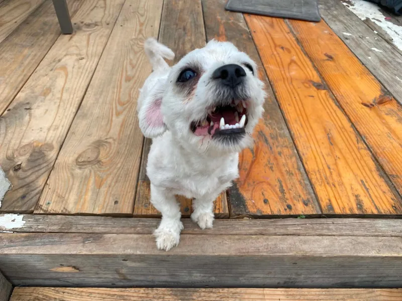 A baby small-sized male White / Cream Maltese dog named Dash for adoption in Garland, TX