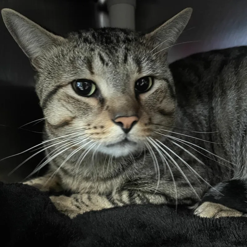An adult large-sized male Brown / Chocolate Domestic Short Hair cat named Mimi for adoption in Brockton, MA