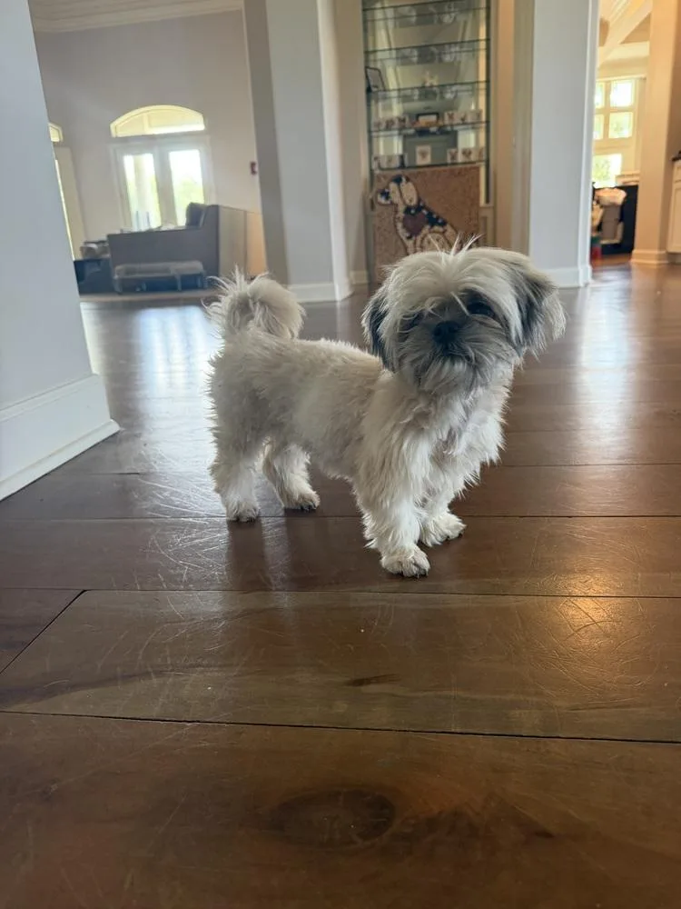 Sylvie