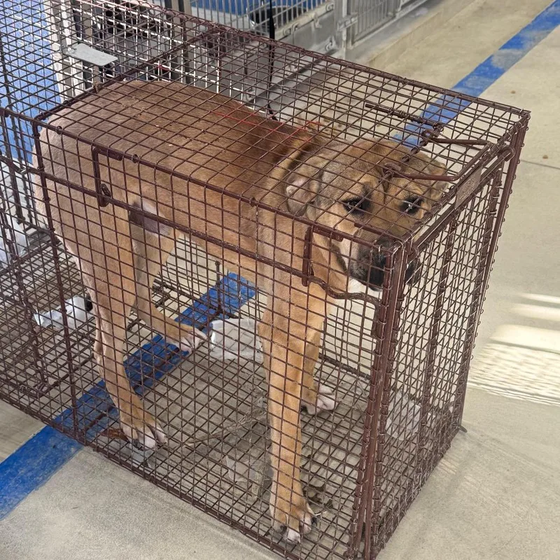A young medium-sized male Yellow / Tan / Blond / Fawn Mixed Breed dog named Moose for adoption in Shelbyville, IL
