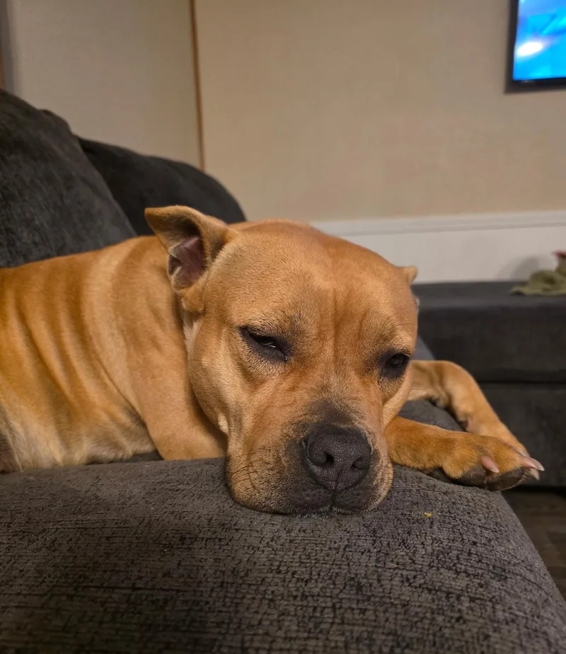 An adult medium-sized female Golden Staffordshire Bull Terrier dog named Willow for adoption in Black River Falls, WI