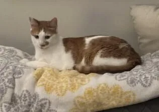 An adult medium-sized male Domestic Short Hair cat named Cooper VT for adoption in Greenville, SC