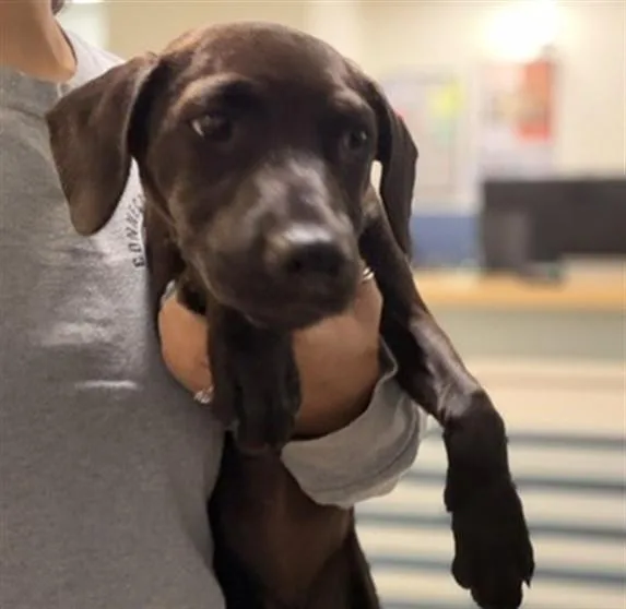 A baby small-sized female Labrador Retriever dog named Raisin for adoption in Miami, FL