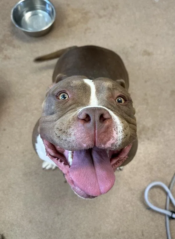Meatball