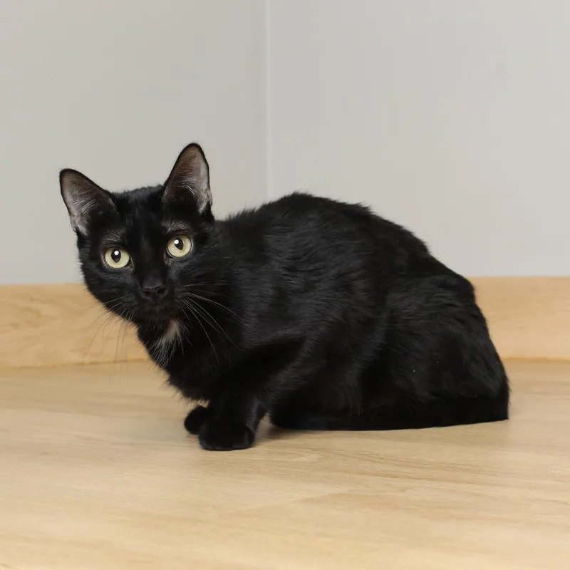 An adult medium-sized female Black Domestic Short Hair cat named India C for adoption in Minnetonka, MN