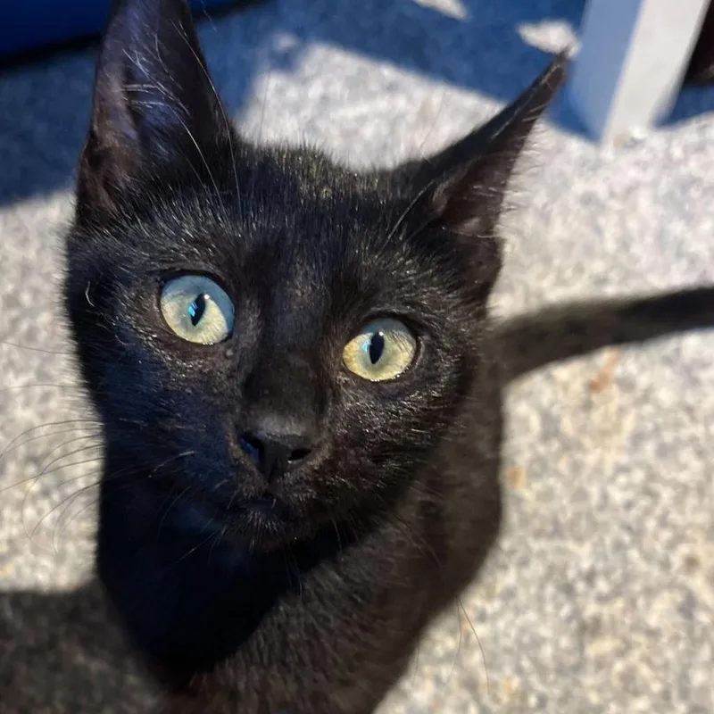 A baby small-sized female Black Domestic Short Hair cat named Phoebe for adoption in Oceanside, NY