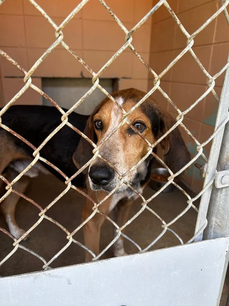 A young large-sized male Hound dog named Cheeseburger for adoption in Gautier, MS
