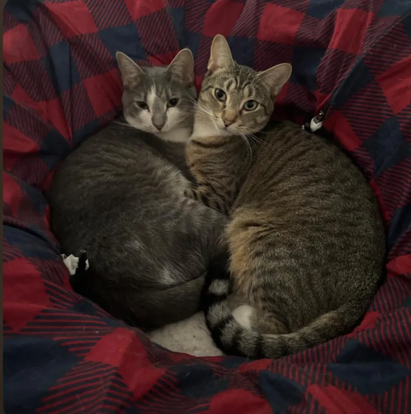 An adult medium-sized male Tabby (Gray / Blue / Silver) Domestic Short Hair cat named Orbit for adoption in Chesapeake Beach, MD