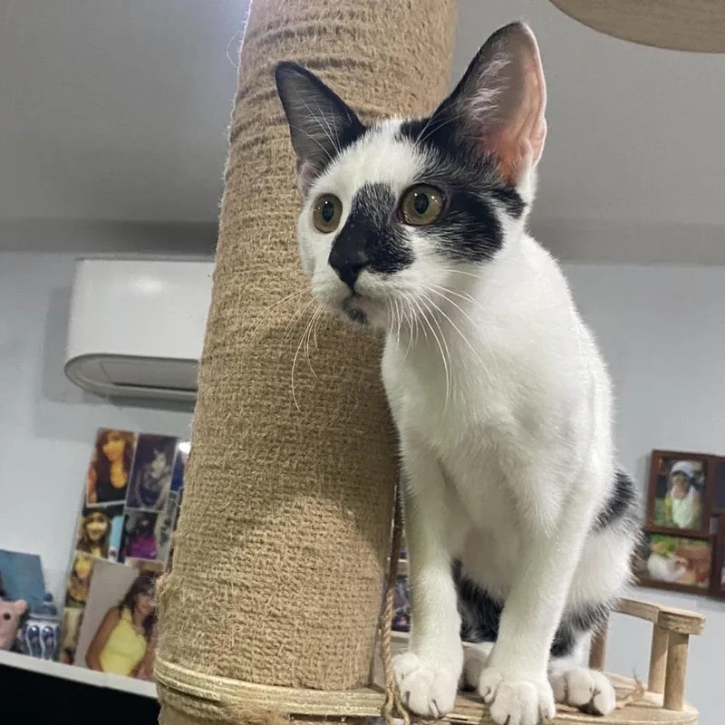 A baby small-sized male Black Domestic Short Hair cat named Cypress for adoption in Los Angeles, CA