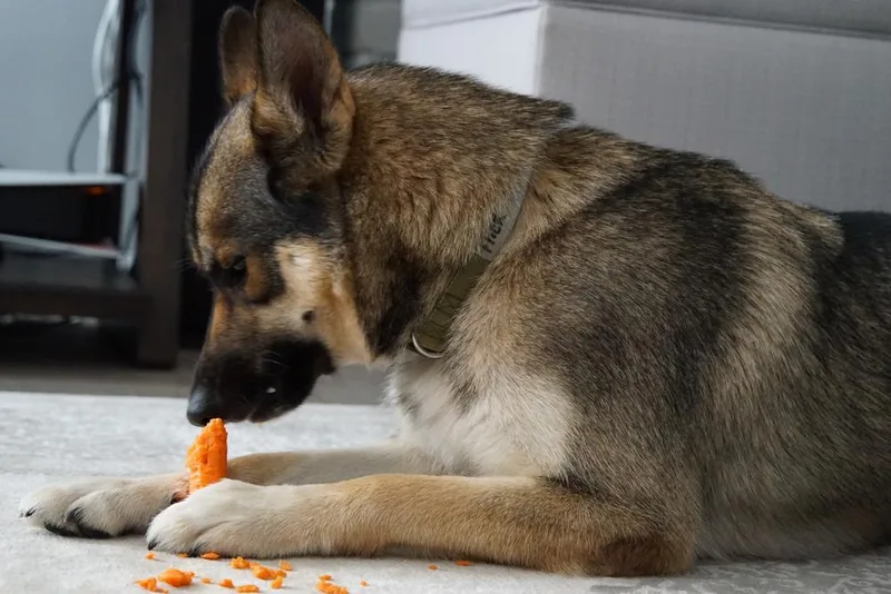 An adult large-sized female Tricolor (Brown, Black, & White) German Shepherd Dog dog named Flick for adoption