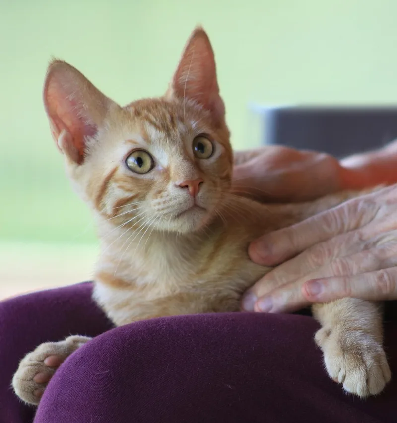A baby medium-sized male Domestic Short Hair cat named Sailor for adoption in North Fort Myers, FL