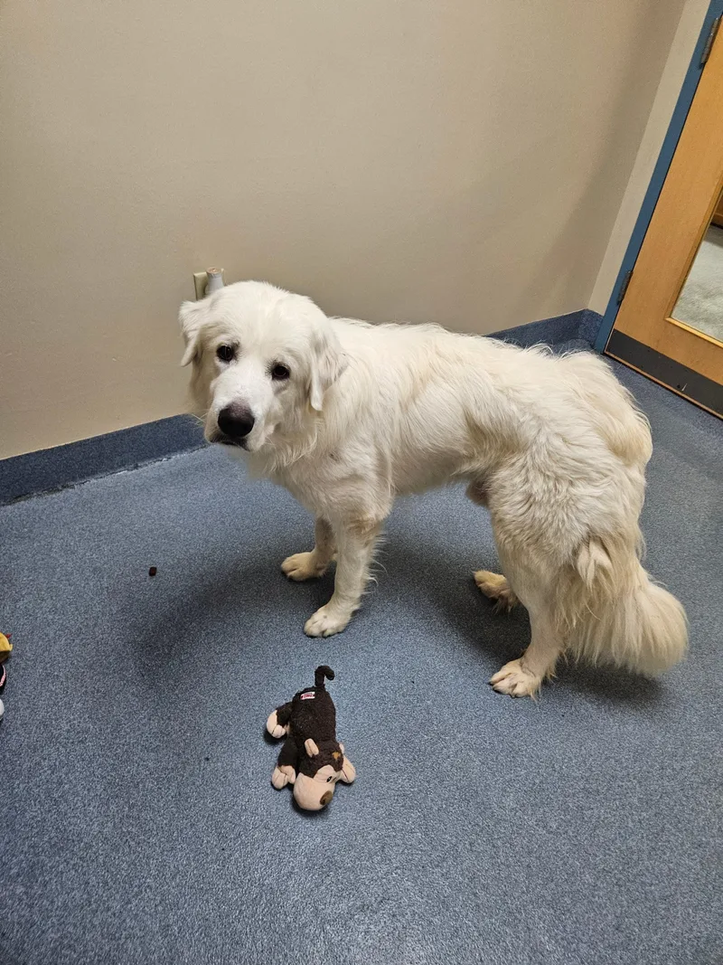 An adult extra large-sized male White / Cream Great Pyrenees dog named Percy for adoption in Suffolk, VA