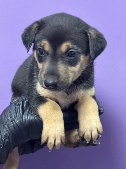 A baby medium-sized male Rottweiler dog named 61765168 for adoption in El Paso, TX