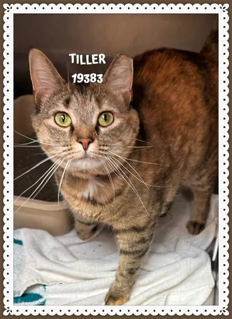 An adult medium-sized female Tabby (Buff / Tan / Fawn) Domestic Short Hair cat named Tiller for adoption in Marietta, GA