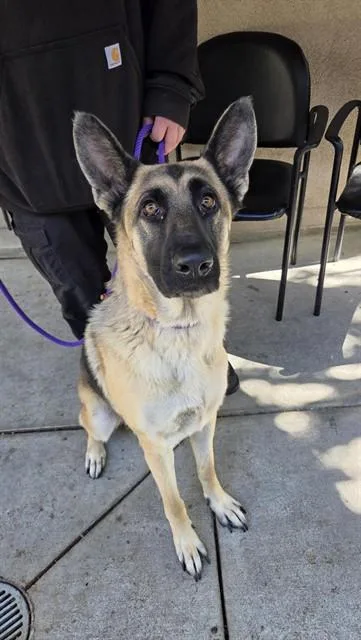 An adult large-sized female German Shepherd Dog dog named Annie Annie for adoption in San Jose, CA