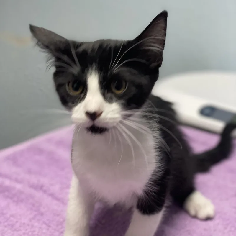 A baby small-sized male Black Domestic Short Hair cat named Iguana for adoption in Riverside, CA