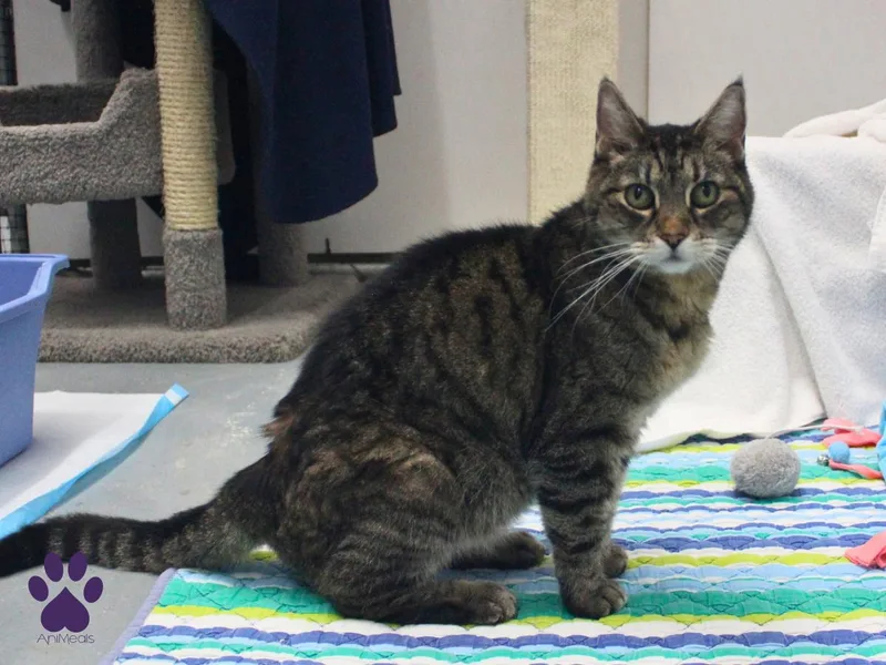 An adult medium-sized female Tabby (Brown / Chocolate) Tabby cat named Leeloo for adoption in Missoula, MT