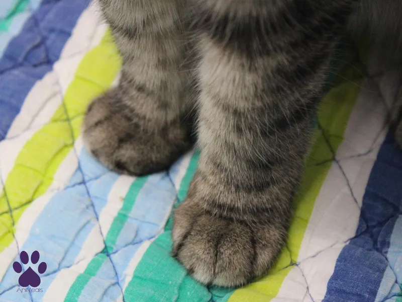 Leeloo thumbnail 3