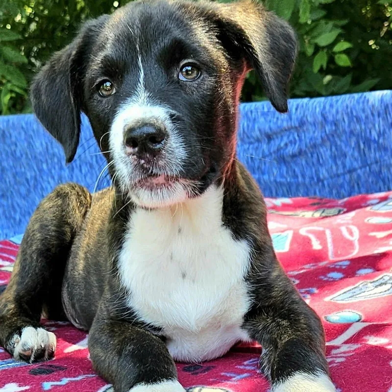 Ford thumbnail 6