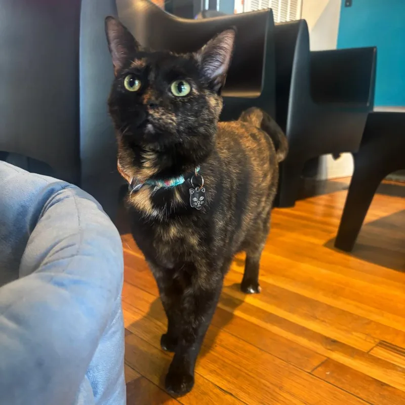 An adult small-sized female Domestic Short Hair cat named Fuego for adoption in Stokesdale, NC