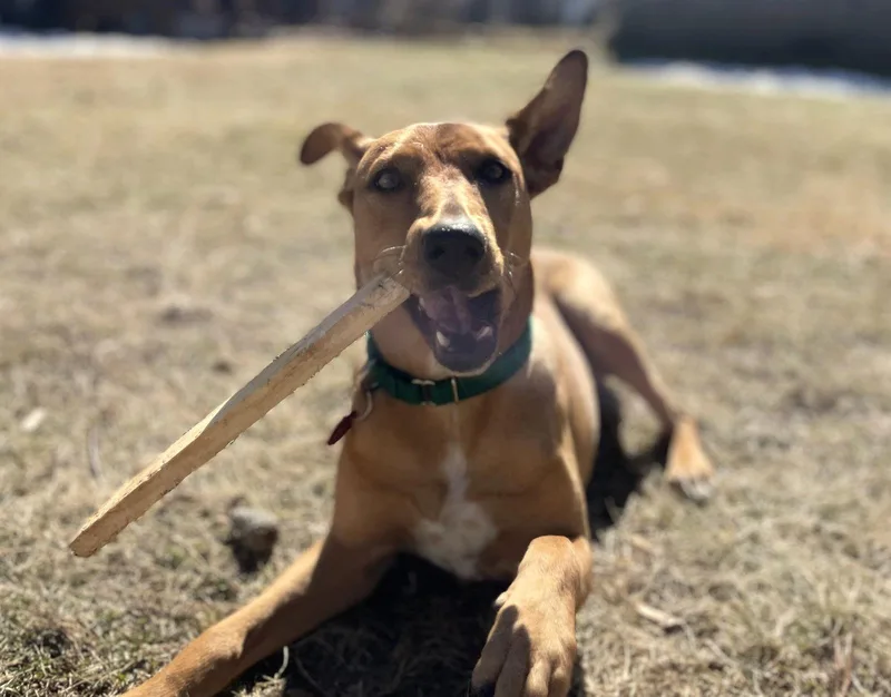 Florence Nightingale Local