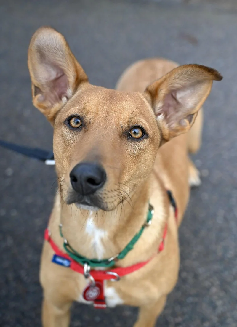 Florence Nightingale Local thumbnail 2