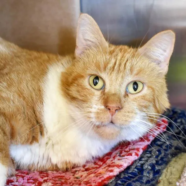 A senior small-sized male Domestic Short Hair cat named Skeeter  Bonded Buddy for adoption in Des Moines, IA