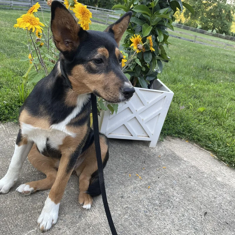 A baby medium-sized female Tricolor (Brown, Black, & White) Shepherd dog named Pippy for adoption in Lincoln University, PA