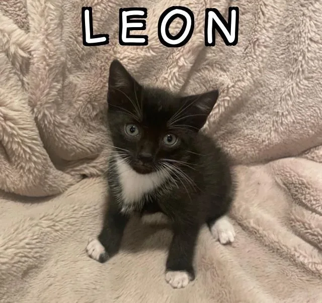 Leon