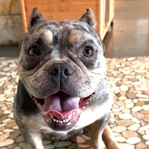 Winston The Slowmotion Snugglebug thumbnail 3