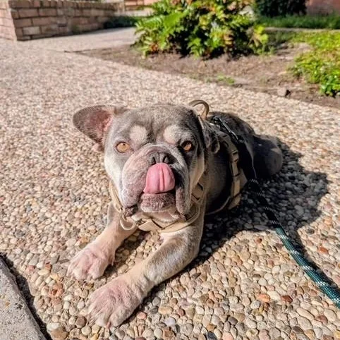 Winston The Slowmotion Snugglebug thumbnail 5
