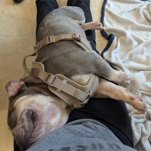 Winston The Slowmotion Snugglebug thumbnail 6