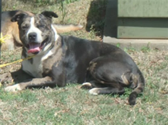 An adult medium-sized male Pit Bull Terrier dog named Brooks for adoption in Charlotte, NC