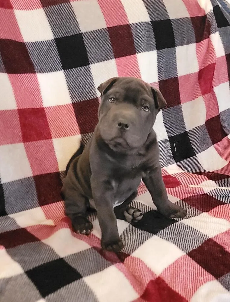 A baby medium-sized male Black Shar-Pei dog named Midnight Glee for adoption in Peoria, IL