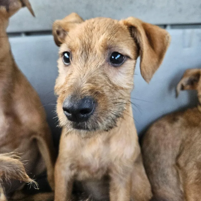 A baby small-sized female Brown / Chocolate Terrier dog named Dempsey for adoption in Lake Jackson, TX