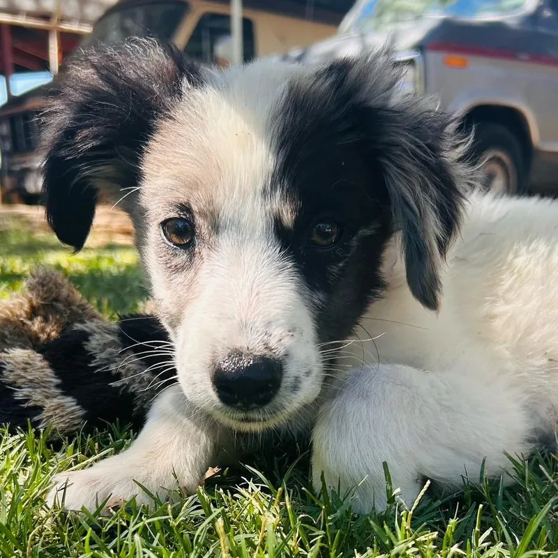 A baby small-sized female White / Cream Mixed Breed dog named Nola for adoption in Prescott, AZ