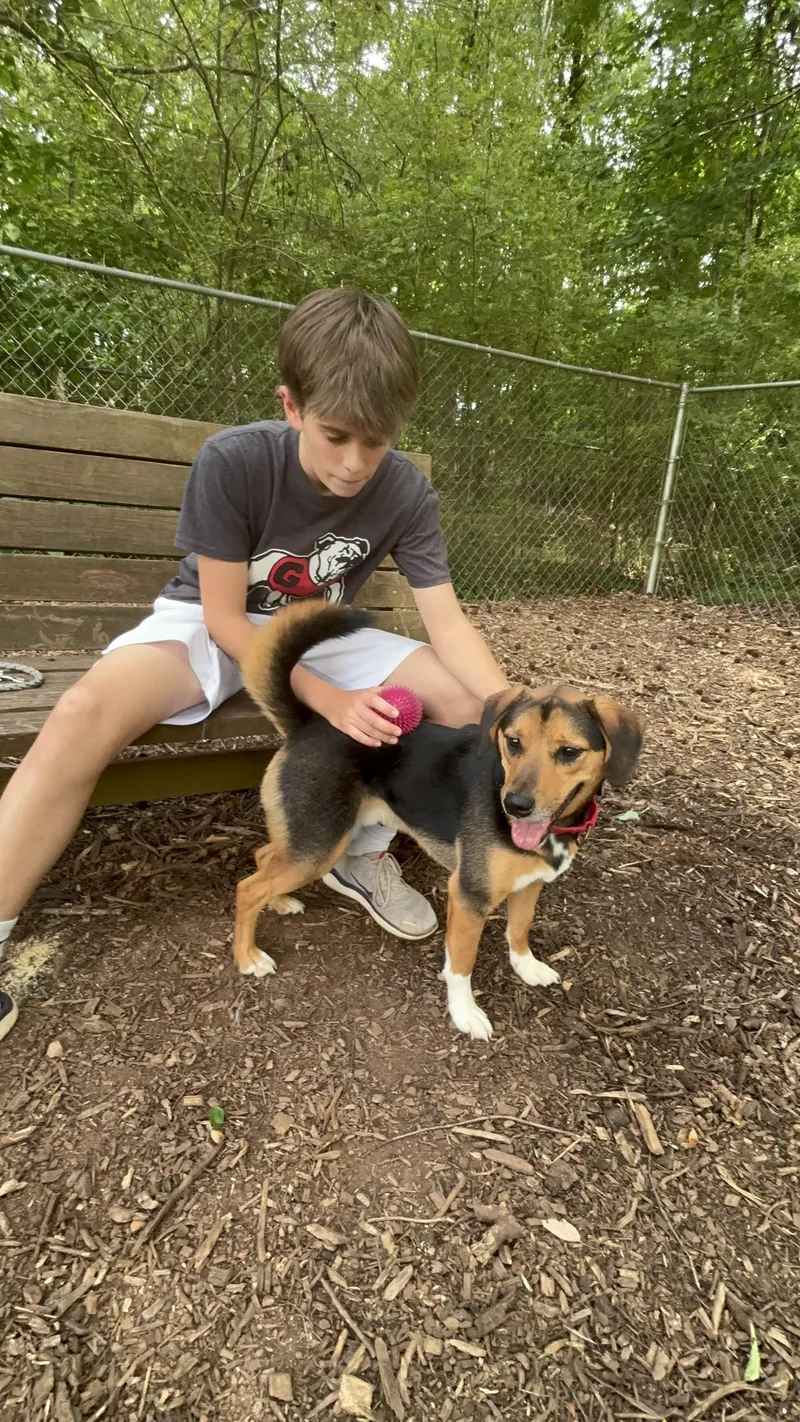 An adult medium-sized male Tricolor (Brown, Black, & White) Beagle dog named Gojo for adoption in Bishop, GA