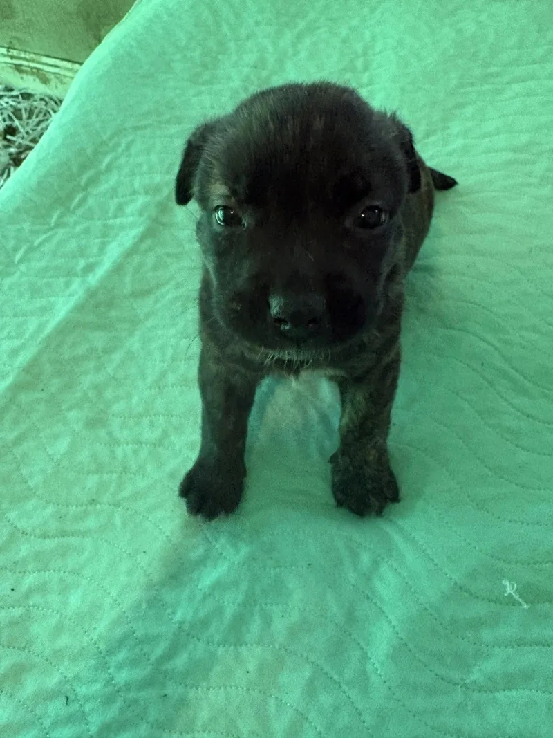 A baby medium-sized female Labrador Retriever dog named Susi for adoption in Sanford, FL