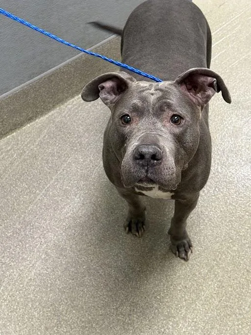 An adult medium-sized female Pit Bull Terrier dog named Tila Tequila for adoption in Las Vegas, NV