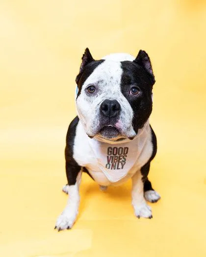 An adult large-sized male Mixed Breed dog named Tbone for adoption in North Miami Beach, FL