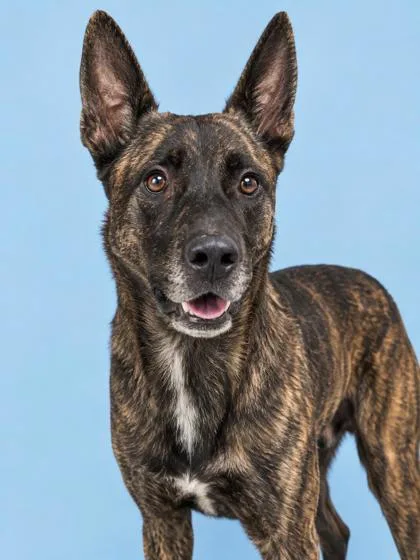 An adult large-sized male Shepherd dog named Ace for adoption in Cumming, GA