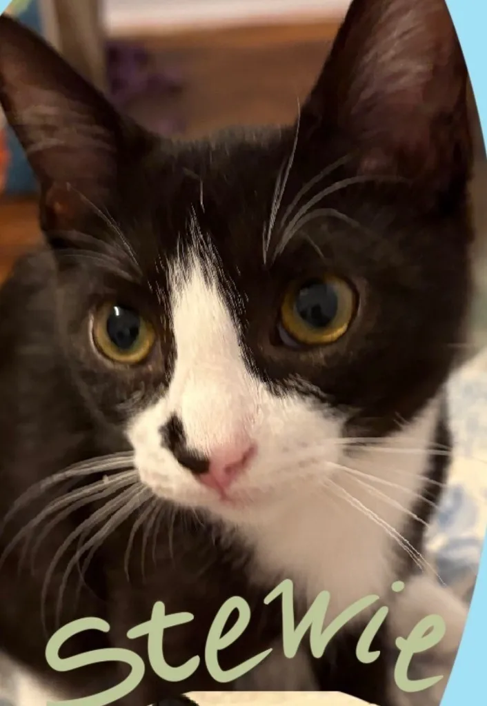 A young small-sized male Black & White / Tuxedo Domestic Short Hair cat named Stewie for adoption in San Pedro, CA