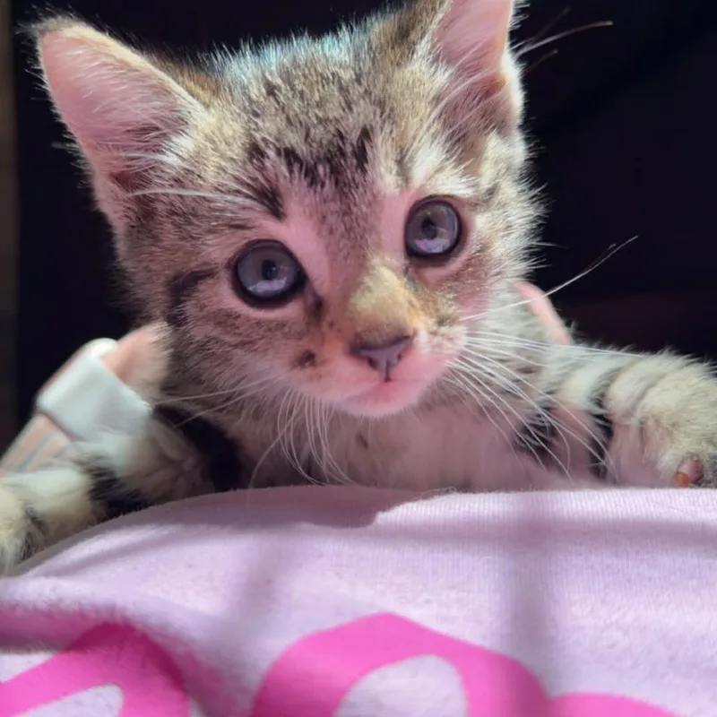 A baby small-sized male Brown / Chocolate Domestic Short Hair cat named Cocoa Puffs for adoption in Jarrettsville, MD
