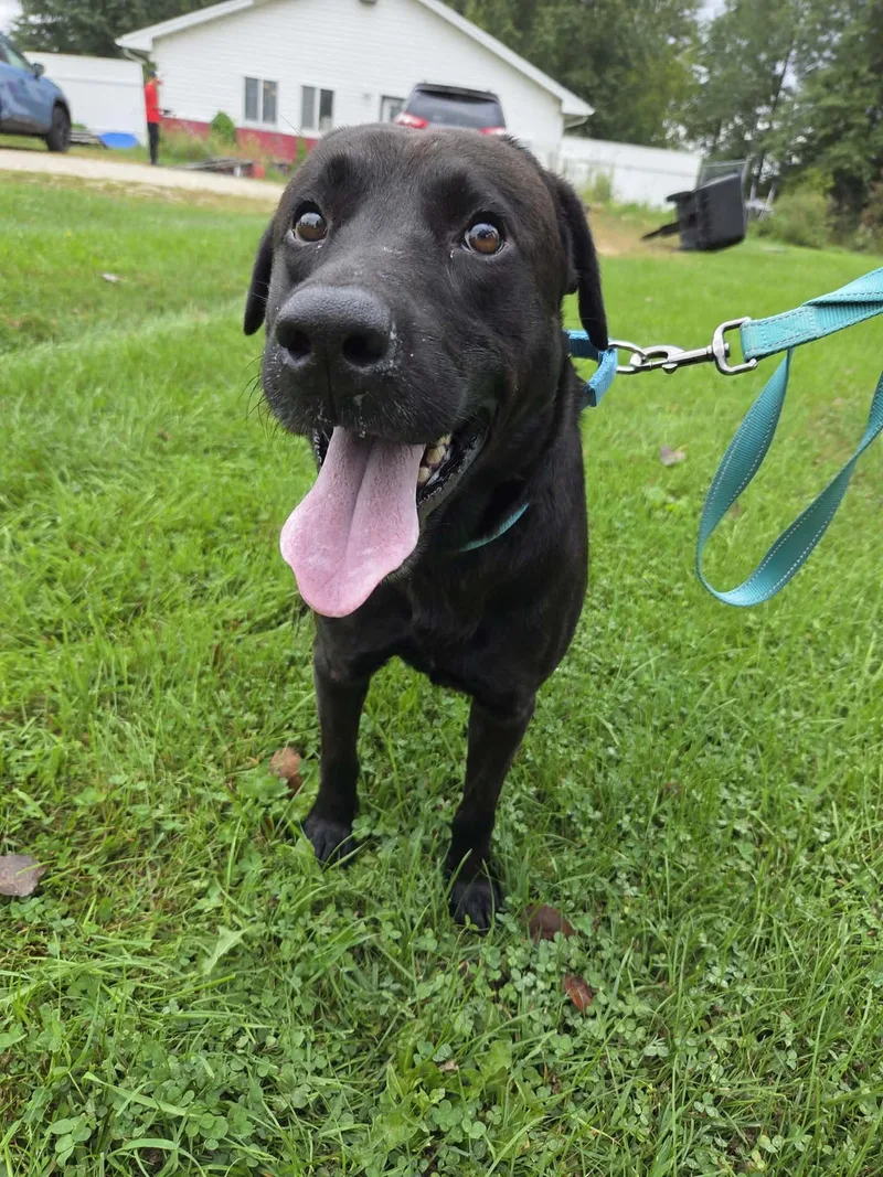 An adult large-sized male Black Labrador Retriever dog named GeorgeNot Accepting Applications Yet for adoption in Medina, OH
