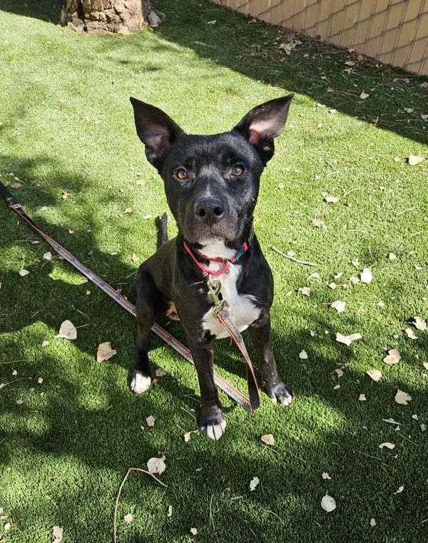 A young medium-sized male Pit Bull Terrier dog named Howie for adoption in Escondido, CA